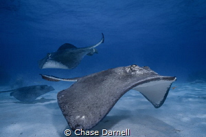 "Water Traffic Control"
Southern Stingrays buzzing the s... by Chase Darnell 